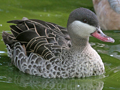 Red-billed Teal
